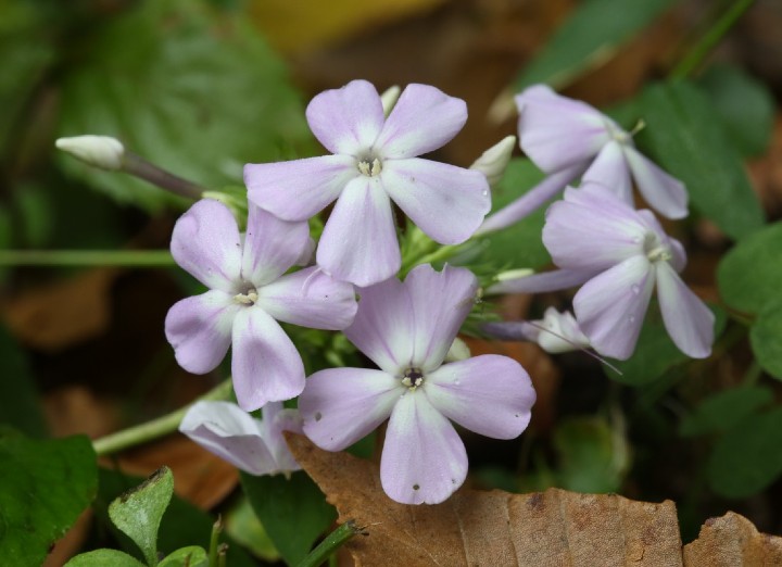 Wild Phlox